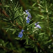 Fragant Aroma (Rosemary + Lemongrass)